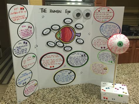 The Human Eye model ( 3rd grade project) | Science fair projects, Science projects for kids ...