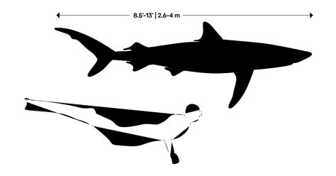 Sharks | Selachii Dimensions & Drawings | Dimensions.com