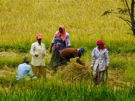 Paddy harvesting 4 – Sri Lanka Travel Blog