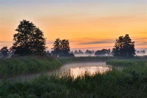 Views at Matsalu| ©UrmasHaljaste/Shutterstock Saaremaa, Pine Trees ...