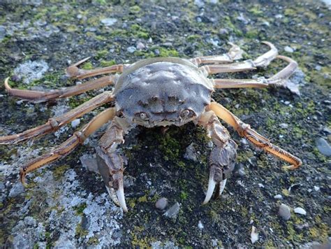 Chinese mitten crab - Invasives.ie