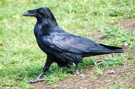 Download Black Common Raven Bird Animal Raven HD Wallpaper