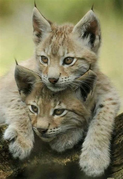 Lynx Cubs | ♌•ㅜїgєгş & £ї๑ηş & ℳ๑╓ε• ♌ | Pinterest