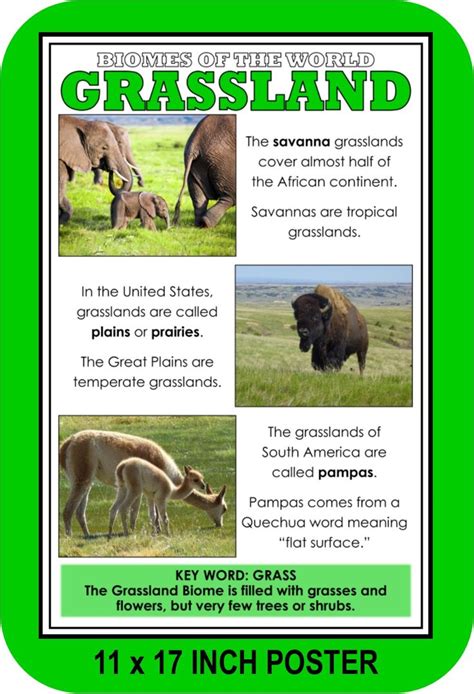 Biomes and Ecosystems: POSTER SET | Biomes, Grassland biome, Ecosystems