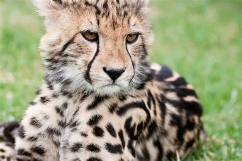 King Cheetah Cubs: 10 Adorable Facts