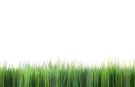 Free grass border Photos & Pictures | FreeImages