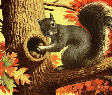 Squirrel Storing Nuts Drawing by CSA Images - Pixels