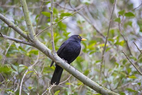 Male Blackbird, Turdus Merula Free Stock Photo - Public Domain Pictures