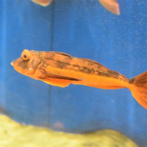 Tub gurnard - Facts, Diet, Habitat & Pictures on Animalia.bio