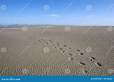 Langeoog Beach stock photo. Image of foot, eastfrisia - 25567968