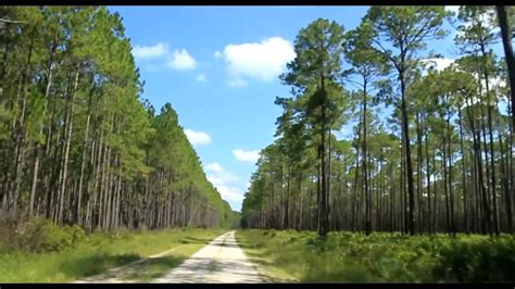 Osceola National Forest in Florida - YouTube