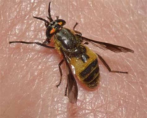 Horse flies, Clegs and Deer flies (Tabanidae): identification, images ...