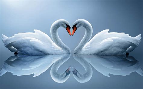 Swan Wallpapers - Top Free Swan Backgrounds - WallpaperAccess