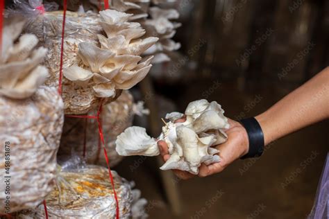 Mushroom Farming And Mushroom Production Stock Photo | Adobe Stock