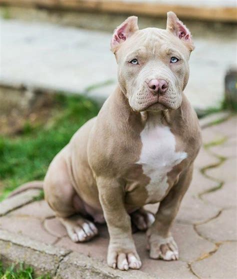 American bully dog - characteristic, appearance and pictures | Perros ...