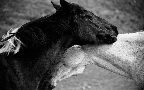 🔥 [50+] Black and White Horse Wallpapers | WallpaperSafari