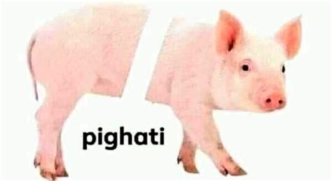 a pig that is standing up with the word pighati in front of it