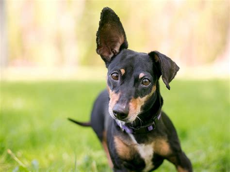 Why Do Some Dogs Have Floppy Ears