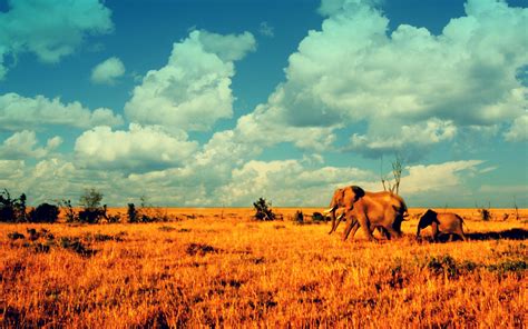 Savanna wallpaper | 2560x1600 | #70733