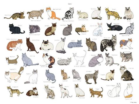 Cat Breeds Poster 18x24