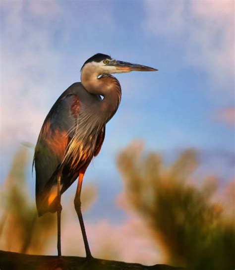 5,500+ Great Lakes Birds Stock Photos, Pictures & Royalty-Free Images ...