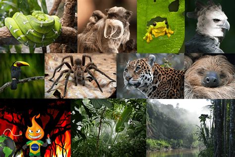 Amazon Rainforest Animals And Plants