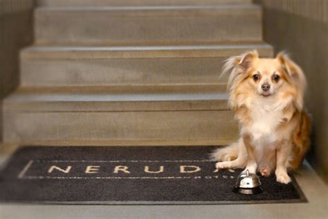 Top 10 Pet-Friendly Hotels: Pooch-Perfect Escapes This 2021 - Stories - HIP Hotels