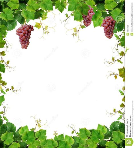 free clipart grape vine borders 10 free Cliparts | Download images on Clipground 2024