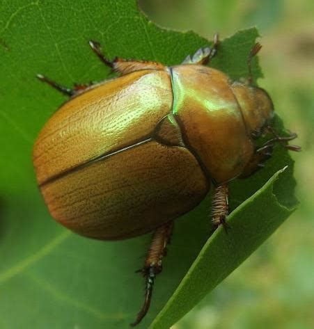 Christmas Beetle – Identification, Life Cycle, Facts & Pictures