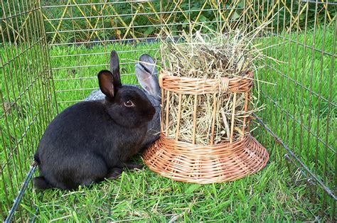 WHAT IS FUN FOR A RABBIT – TOYS AND GAMES – Celia Haddon