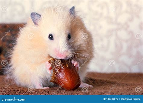 Fluffy Hamster is Eating Fruits Stock Image - Image of adorable, fluffy: 189786075