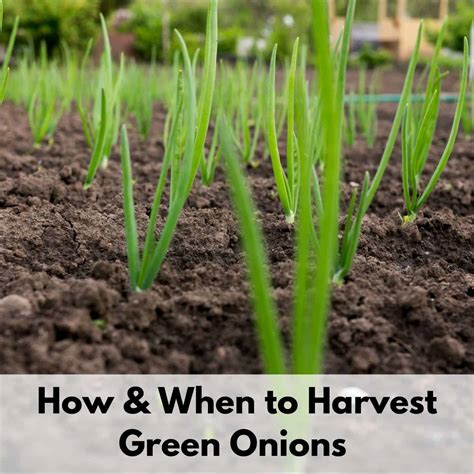 Harvesting Green Onions - How & When to Pick Green Onions - Together ...