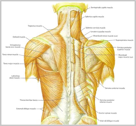 Shoulder Muscles Diagram Back / Human Muscle System Functions Diagram ...