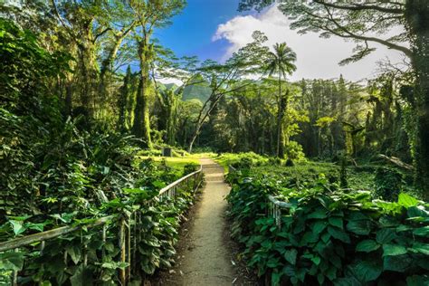 MANOA FALLS HIKING TRAIL - Journey Era