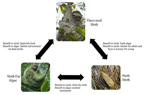 Life Cycle - Brown Throated 3 Toed Sloth