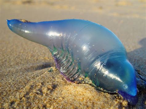 Bluebottle - Manly, Australia | Common jellyfish found on Au… | Flickr