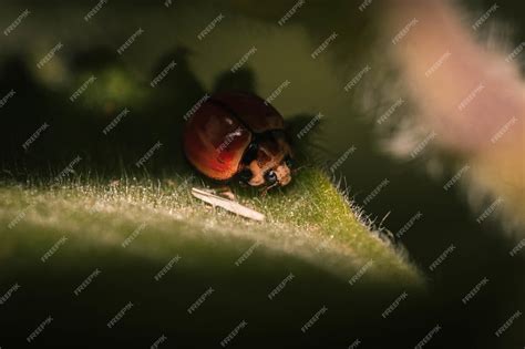 Premium Photo | Macro shot of a red ladybug on leaf