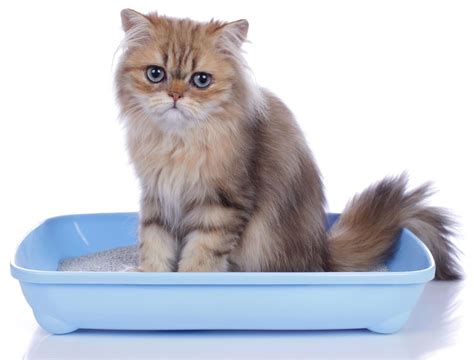 The History of Cat Litter