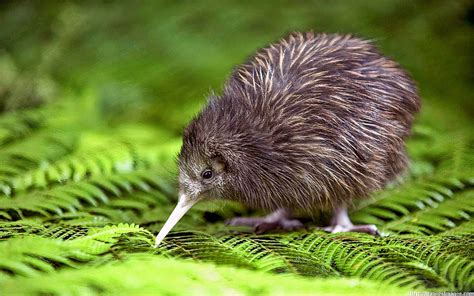 This is a Kiwi, national bird of New Zealand. It's does not fly and is pointy... in 2021 | Kiwi ...