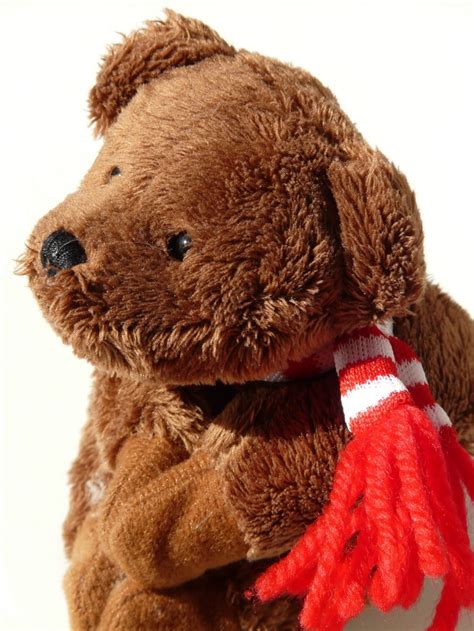 brown bear plush toy free image | Peakpx
