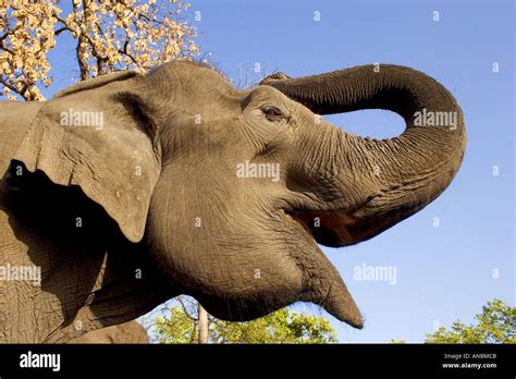 Elephant trumpeting hi-res stock photography and images - Alamy