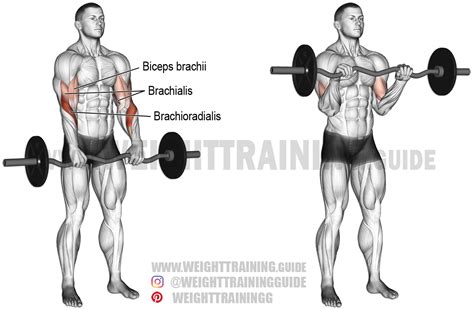 EZ bar reverse curl exercise instructions and video | Weight Training Guide | Biceps, Reverse ...