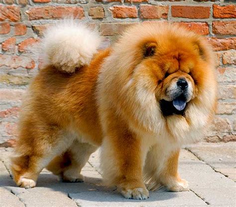 Chow Chow Dog Info, Life Expectancy, Temperament, Puppies, Pictures