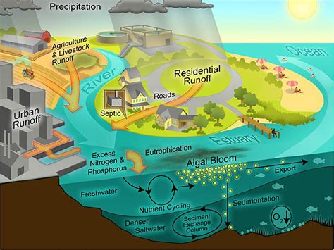 Frontiers | The Globalization of Cultural Eutrophication in the Coastal ...