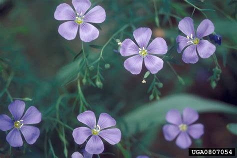 Blue flax - Invasive Species Council of British Columbia