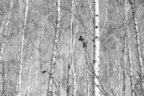 birch forest, black-white photo, autumn landscape Stock Photo | Adobe Stock