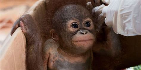 Infant Orangutan Clings To Rescuers' Hands After Being Found Alone - The Dodo