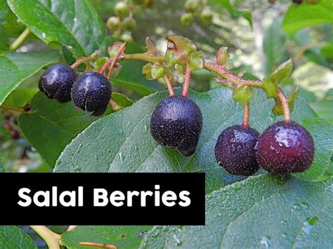 Salal Plant Guide: How to Grow Salal Berries