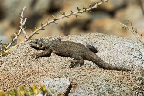 Common Chuckwalla - Ray Brown Wildlife Photography | Ray Brown Wildlife ...