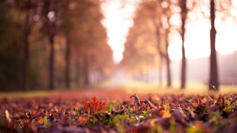 landscape, Nature, Fall, Forest, Leaves, Closeup, Depth Of Field ...